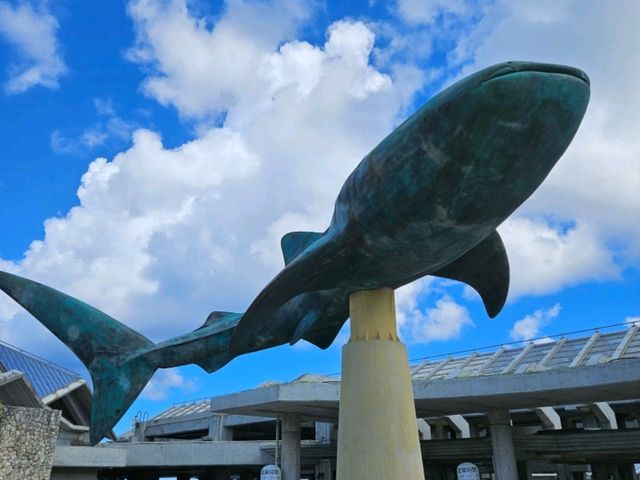 오키나와 츄라우미 수족관(美ら海水族館) 오키나와 츄라우미 수족관(美ら海水族館)