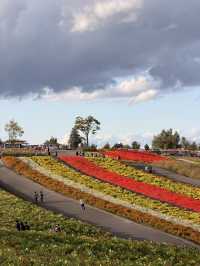 【北海道】美瑛で四季折々の花畑を満喫🌼🌿