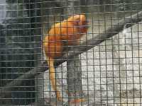 秋季最佳賞鳥推薦｜香港動植物公園