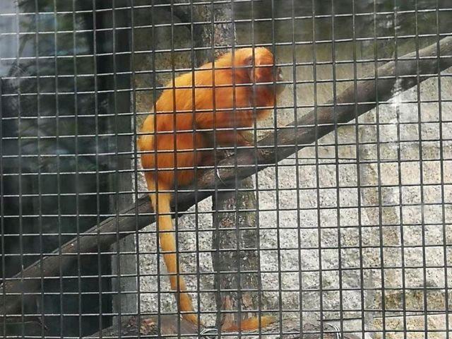 秋季最佳賞鳥推薦｜香港動植物公園