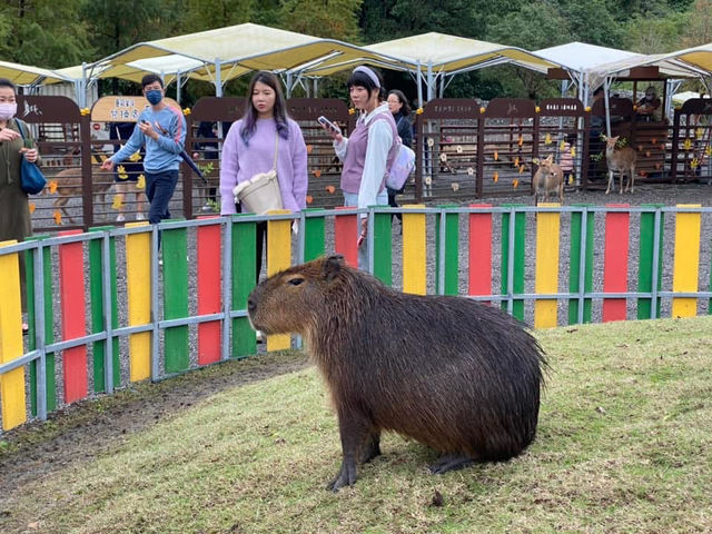 宜蘭親子旅遊景點 斑比山丘 小型動物園體驗