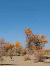 The Spirit of the Desert Poplar
