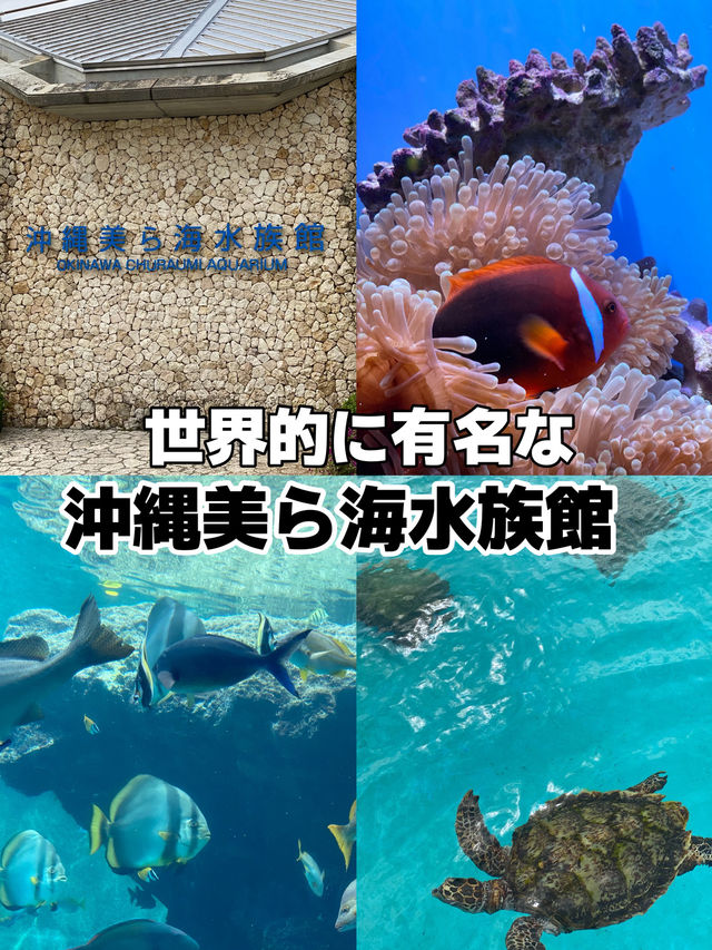 【沖縄旅行】世界的に有名な美海水族館🐡一度は行くべき! 【沖縄旅行】世界的に有名な美海水族館🐡一度は行くべき!
