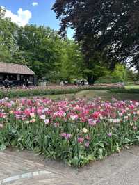 Tulip Magic Awaits🌷