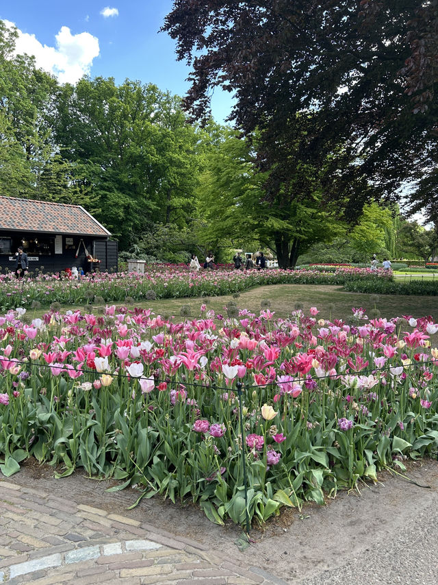 Tulip Magic Awaits🌷 Tulip Magic Awaits🌷