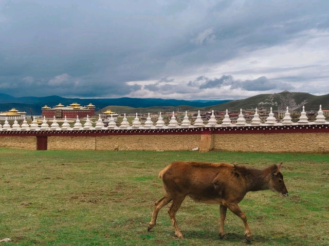 แชร์งบเที่ยว : เสฉวนตะวันตก 5 วัน 4 คืน