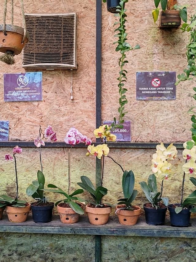 Orchid Forest Cikole: A Blend of Orchids and Cool Pine Woods Orchid Forest Cikole: A Blend of Orchids and Cool Pine Woods