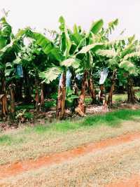 陽光泳池蔭蔽椰樹打卡指南📸