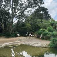 Auckland Zoo: ครึ่งวันที่เต็มไปด้วยความสนุกสนาน