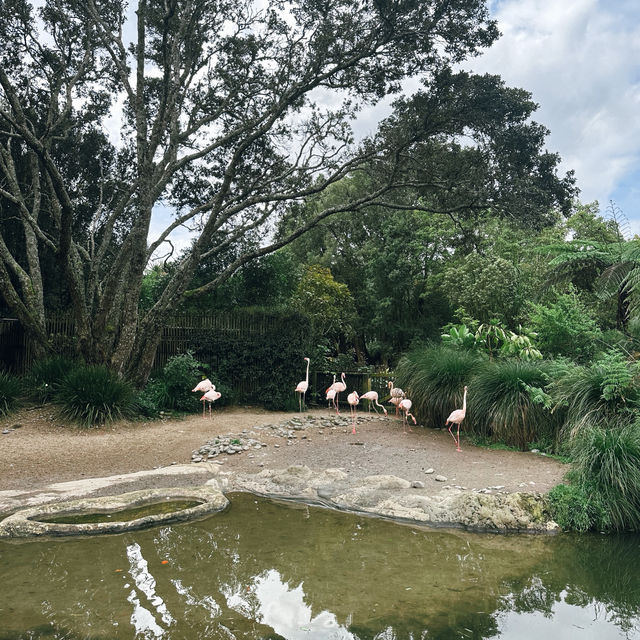 Auckland Zoo: ครึ่งวันที่เต็มไปด้วยความสนุกสนาน Auckland Zoo: ครึ่งวันที่เต็มไปด้วยความสนุกสนาน