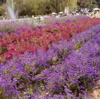 Nari Park (나리공원) – The Dreamy Pink Muhly Sea