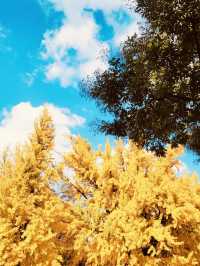 Gyeonggijeon (경기전) – The Unique Bamboo-Foliage Blend