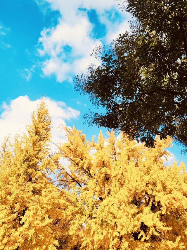 Gyeonggijeon (경기전) – The Unique Bamboo-Foliage Blend Gyeonggijeon (경기전) – The Unique Bamboo-Foliage Blend