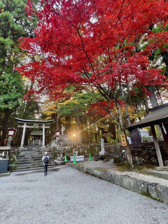 《巨杉守護的靜謐時光•北口本宮富士淺間神社》