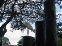 A Breath of Fresh Air: Finding Tranquility in Putrajaya’s Wetland Park