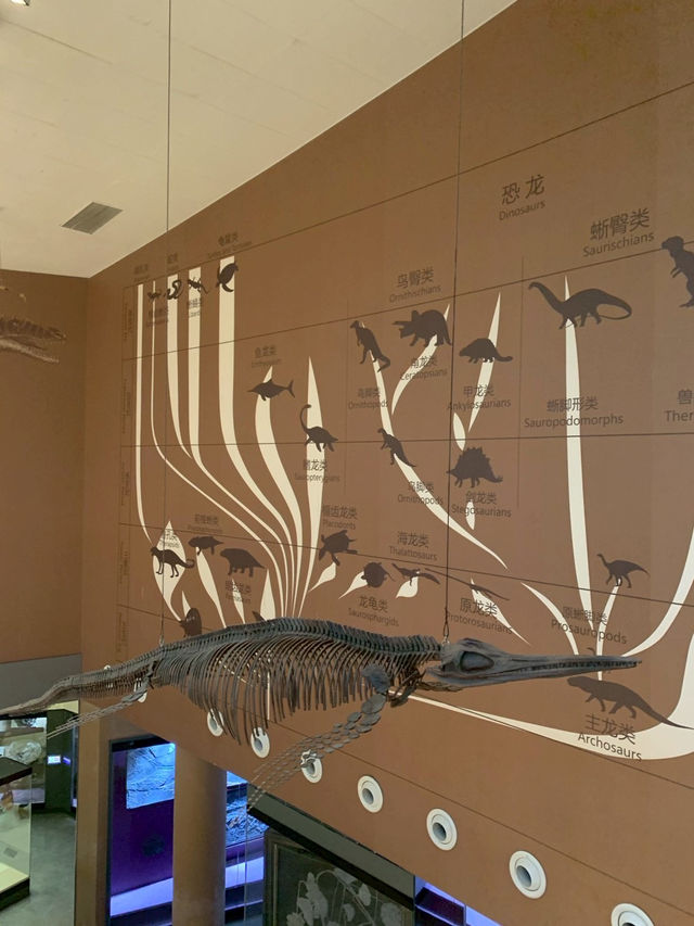 Shanghai Natural Museum 🐒🫎🦕🦖🦑🐋