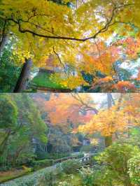 京都法然院紅葉季靜謐之旅🍁