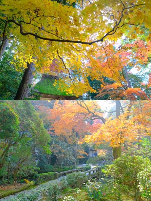 京都法然院紅葉季靜謐之旅🍁