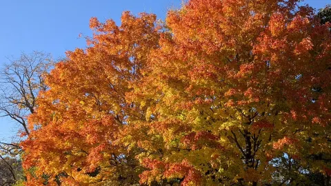 Một khung cảnh rực rỡ dưới tán lá phong mùa thu 🍁🌳 Khám phá Công viên Bảo tồn Đập Milne — traveler post in Markham