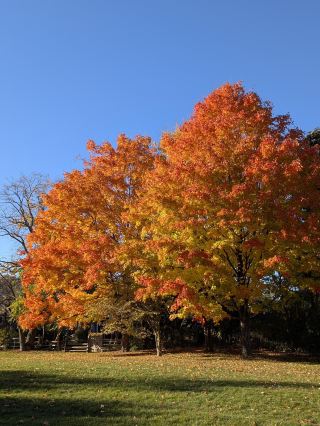 A vibrant landscape beneath autumn maple leaves 🍁🌳 Explore Milne Dam Conservation Park