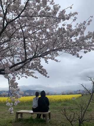 "Fujiwara-kyo," Japan's first full-scale capital aiming for World Heritage status.