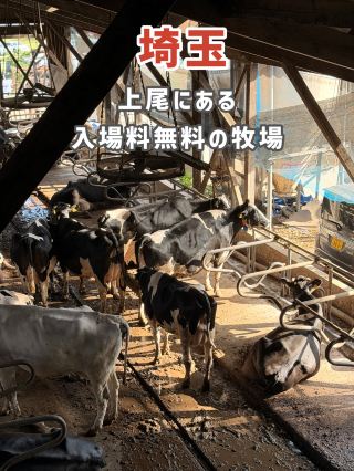 【埼玉】上尾市にある人気の酪農牧場🐄✨ 