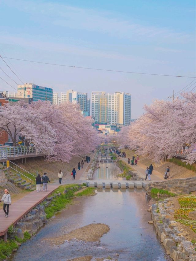 울산의 벚꽃 메인스팟은 여기"궁거랑 꽃담길"