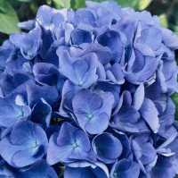 很幽靜美麗的社區植物園