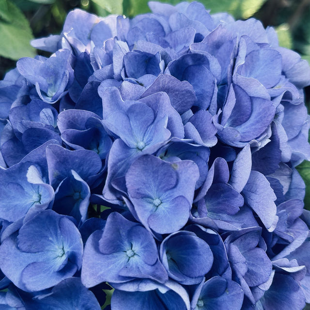 很幽靜美麗的社區植物園