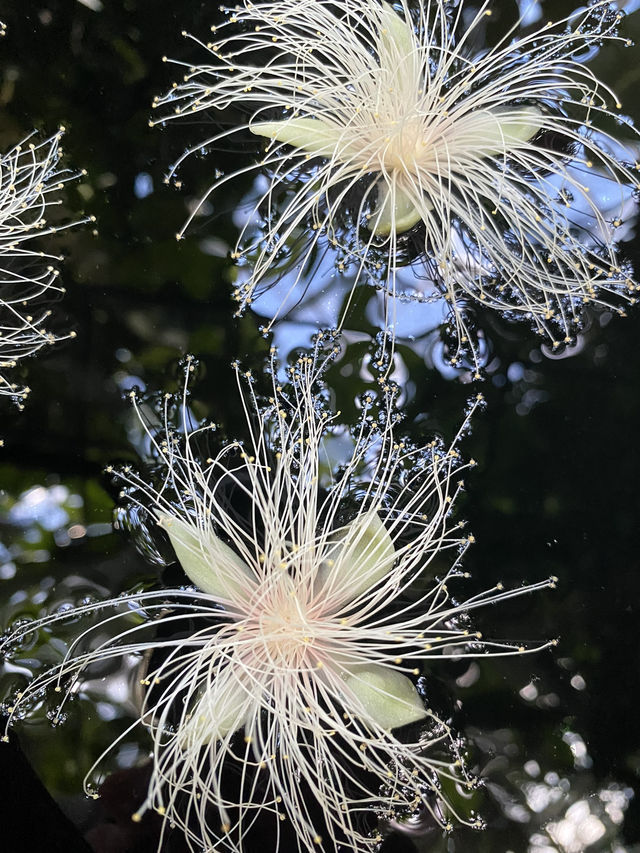 🇯🇵高知旅、朝ドラらんまんで話題になった【牧野植物園】