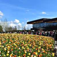 キューケンホフ公園(keukenhof)とてもチューリップが綺麗でした🌷