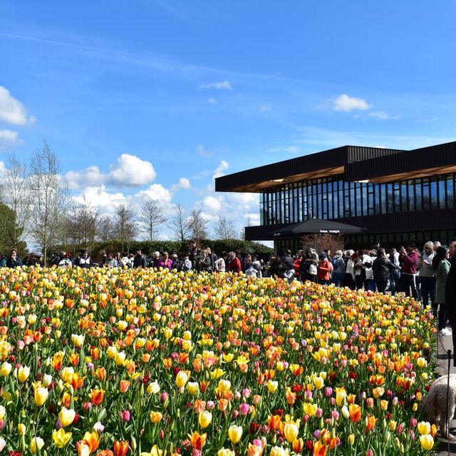 キューケンホフ公園(keukenhof)とてもチューリップが綺麗でした🌷