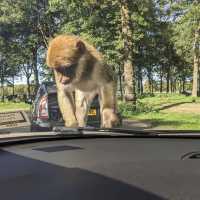 Woburn Car Safari - Perfect for animal lovers