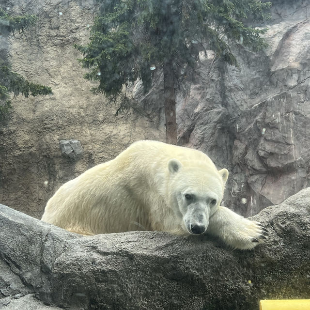 日本最北端的動物園：旭山動物園