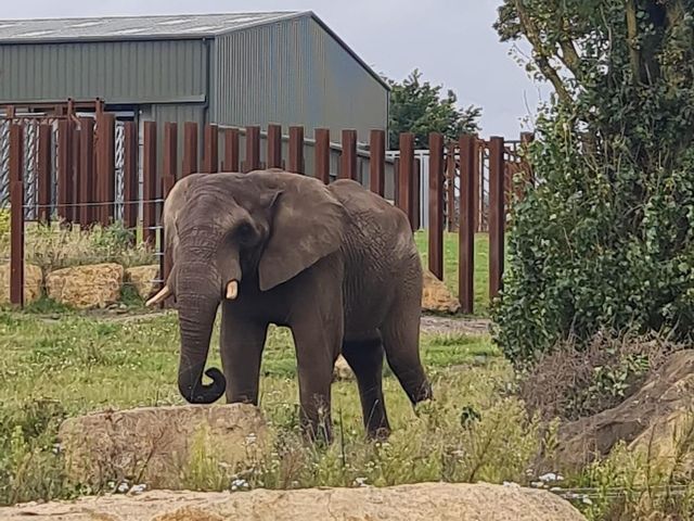 West Midland Safari Park 🇬🇧