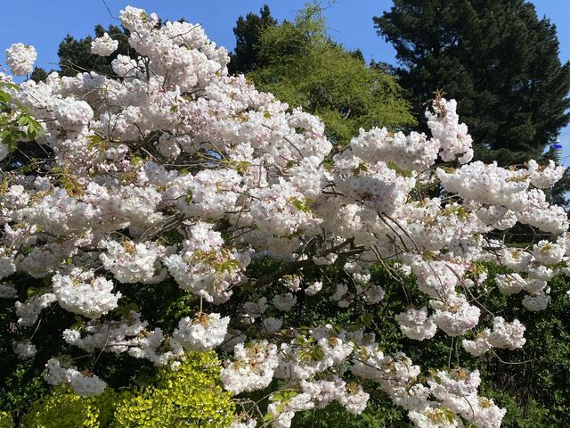 🇬🇧영국 런던 리젠트 공원, 런던의 봄을 만끽하다 🌸