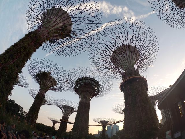 去新加坡最不能錯過- 打卡Garden By The Bay