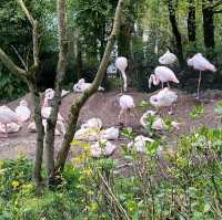 Natur'Zoo Mervent 🦒🐘