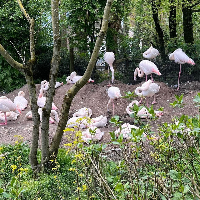 Natur'Zoo Mervent 🦒🐘