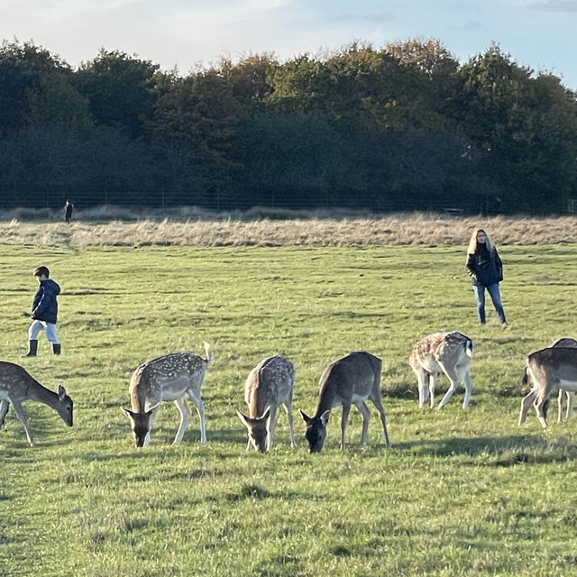 Beautiful park in London, Richmond Park🇬🇧