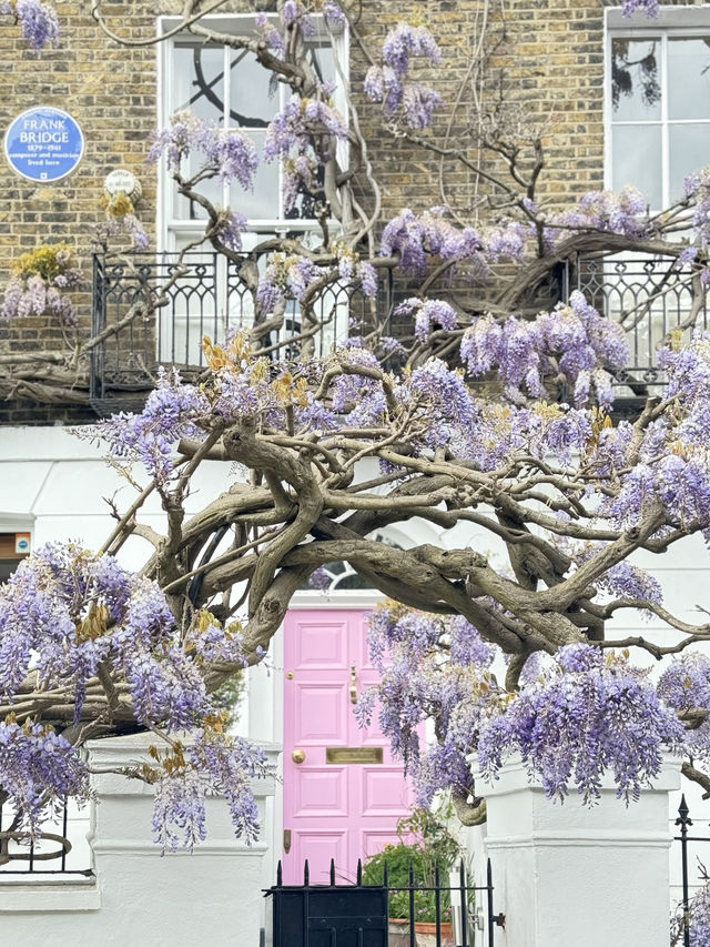 💜🇬🇧倫敦Notting Hill的紫藤花：春日裡的浪漫篇章 🌿💜