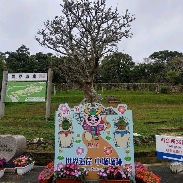 🌸中城城跡🌸坐落在遼闊石灰岩高原上的城堡殘壁
