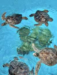 🇯🇵沖繩｜亞洲最大海水水族館看鯨鯊