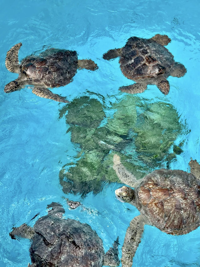 🇯🇵沖繩｜亞洲最大海水水族館看鯨鯊