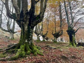 The Gorbeia Natural Park - Spain