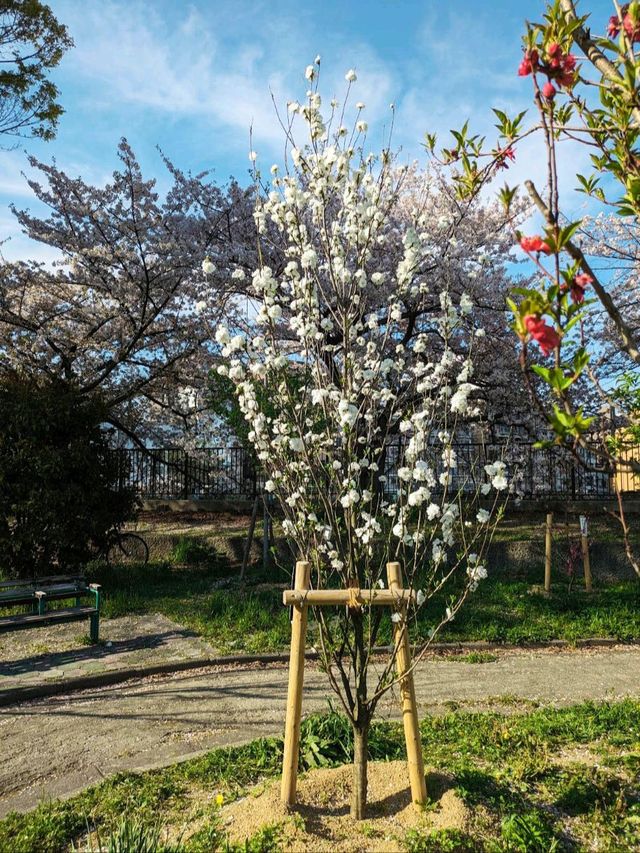 大阪城桃園