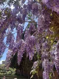 🌸🌸🌸 Granada is blooming beautiful 🌸🌸🌸
