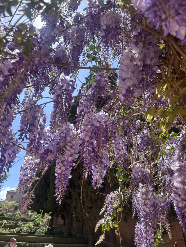 🌸🌸🌸 Granada is blooming beautiful 🌸🌸🌸