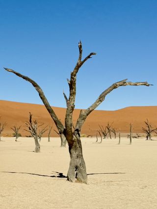The Ancient Dunes of Sossusvlei & Deadvlei 🏜️