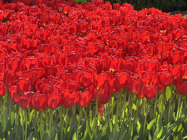 Gülhane 公園四月的鬱金香展值得推薦